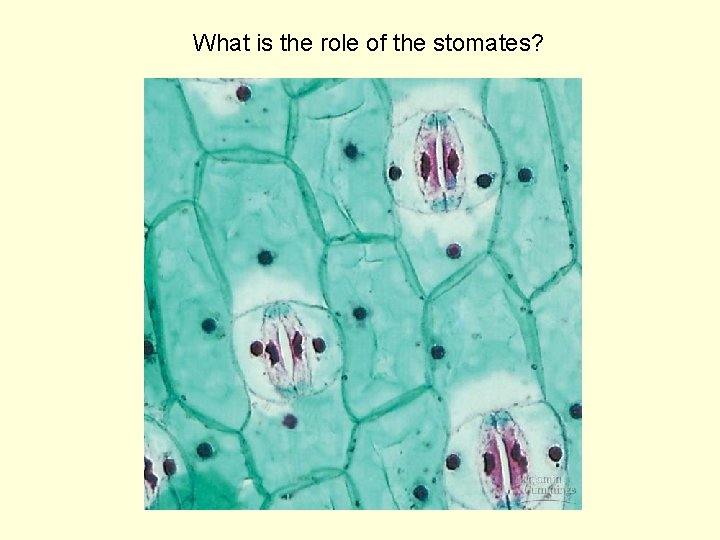 What is the role of the stomates? 