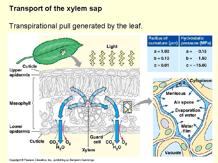 Transport of the xylem sap Transpirational pull generated by the leaf. 