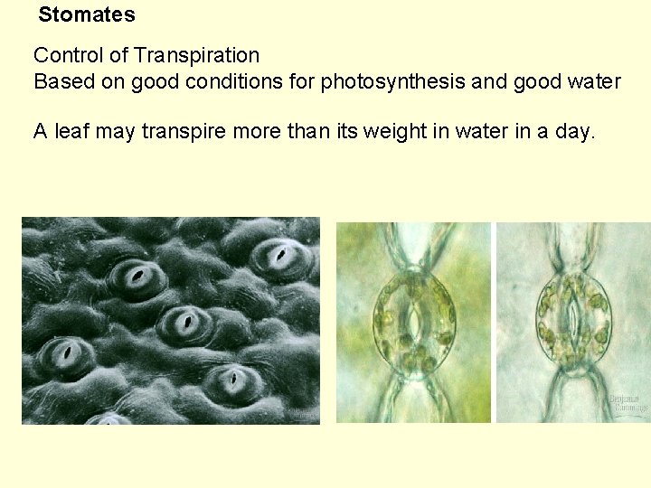 Stomates Control of Transpiration Based on good conditions for photosynthesis and good water A