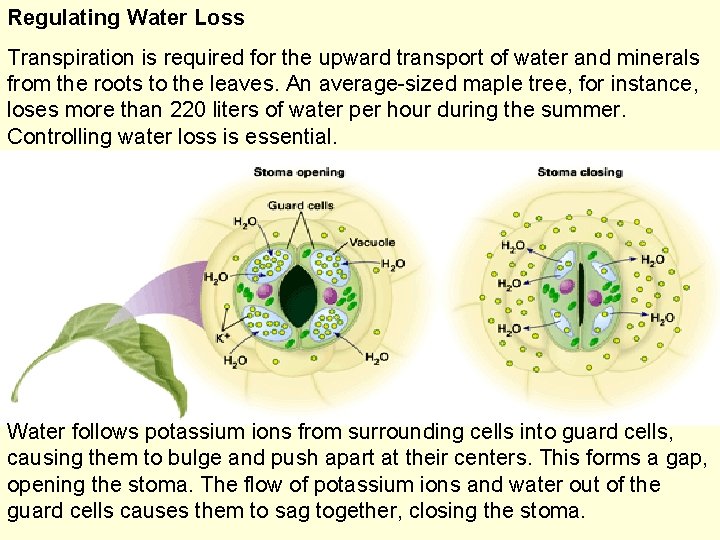 Regulating Water Loss Transpiration is required for the upward transport of water and minerals