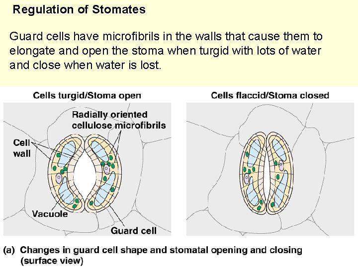 Regulation of Stomates Guard cells have microfibrils in the walls that cause them to
