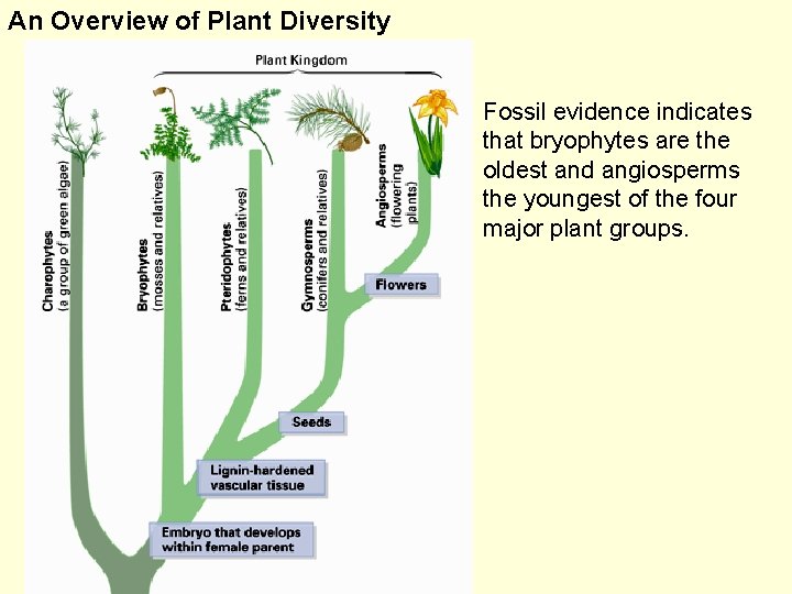 An Overview of Plant Diversity Fossil evidence indicates that bryophytes are the oldest and