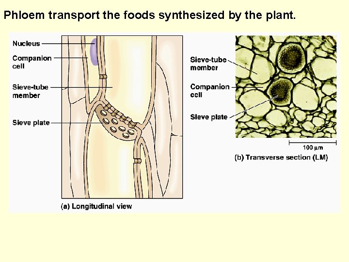 Phloem transport the foods synthesized by the plant. 