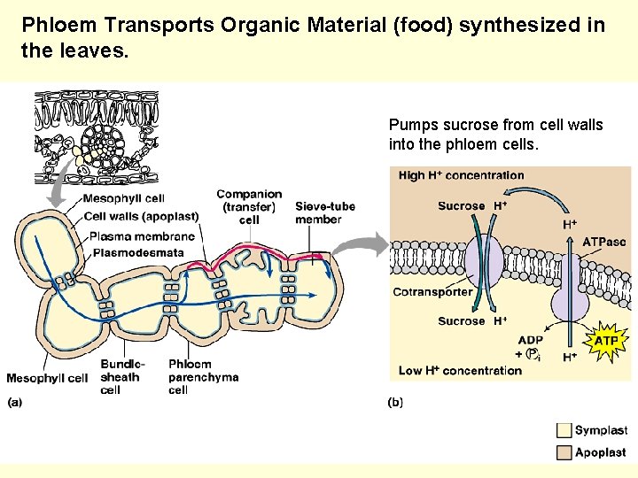 Phloem Transports Organic Material (food) synthesized in the leaves. Pumps sucrose from cell walls