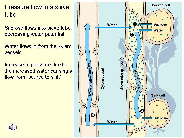 Pressure flow in a sieve tube Sucrose flows into sieve tube decreasing water potential.