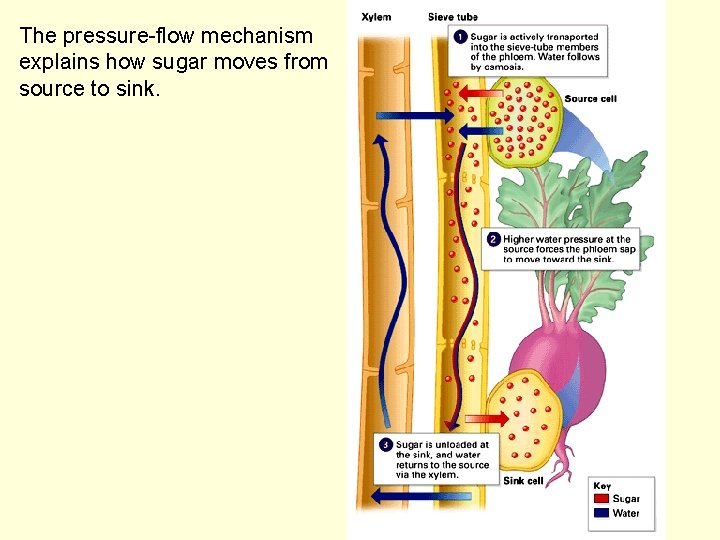 The pressure-flow mechanism explains how sugar moves from source to sink. 