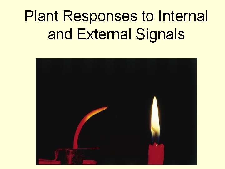 Plant Responses to Internal and External Signals Chapter 39 