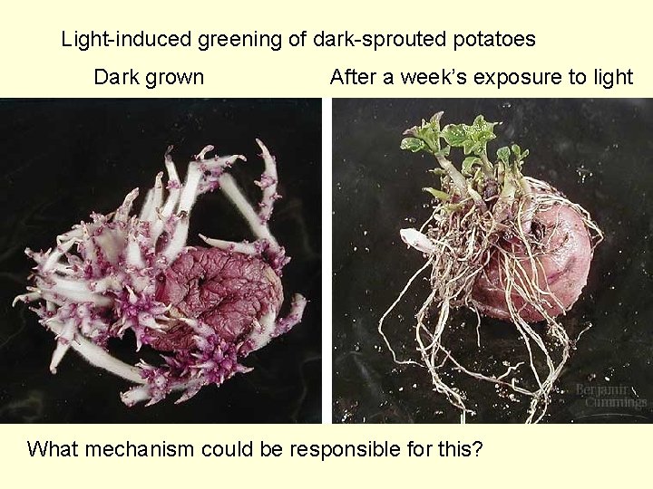 Light-induced greening of dark-sprouted potatoes Dark grown After a week’s exposure to light What