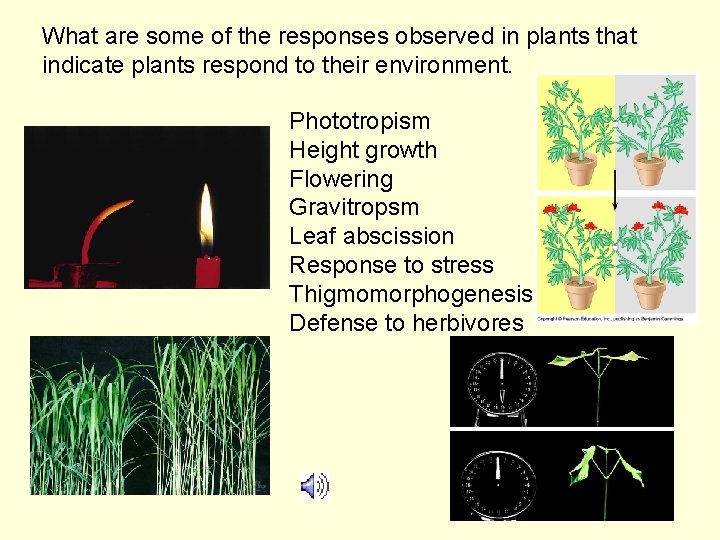 What are some of the responses observed in plants that indicate plants respond to