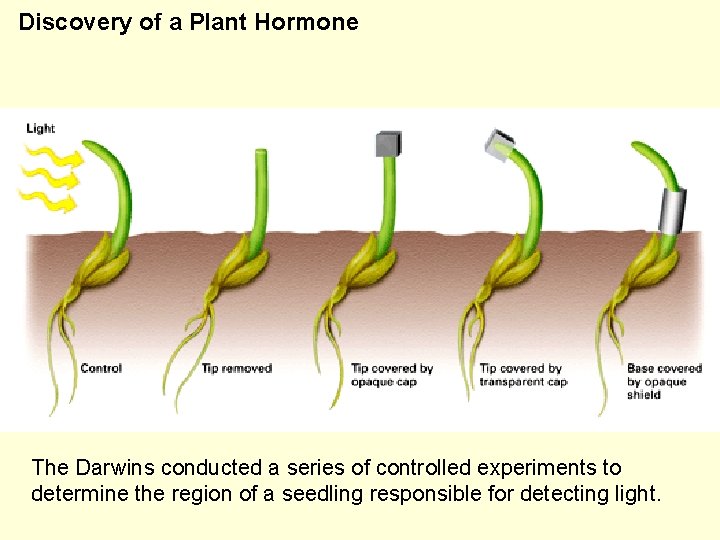 Discovery of a Plant Hormone The Darwins conducted a series of controlled experiments to