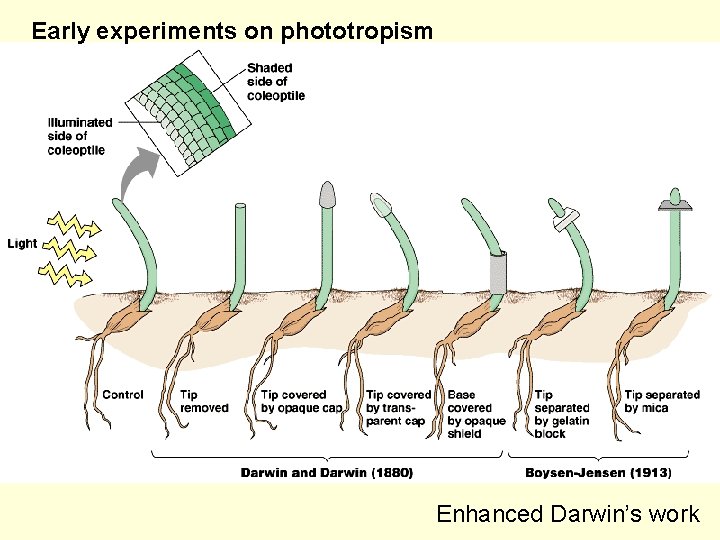 Early experiments on phototropism Enhanced Darwin’s work 