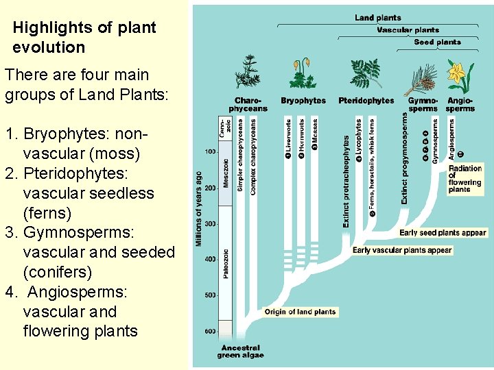 Highlights of plant evolution There are four main groups of Land Plants: 1. Bryophytes: