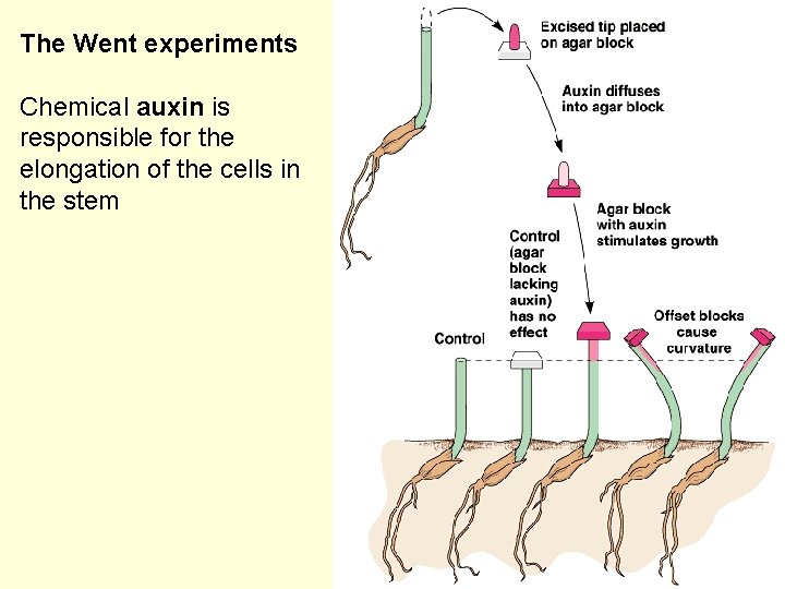 The Went experiments Chemical auxin is responsible for the elongation of the cells in