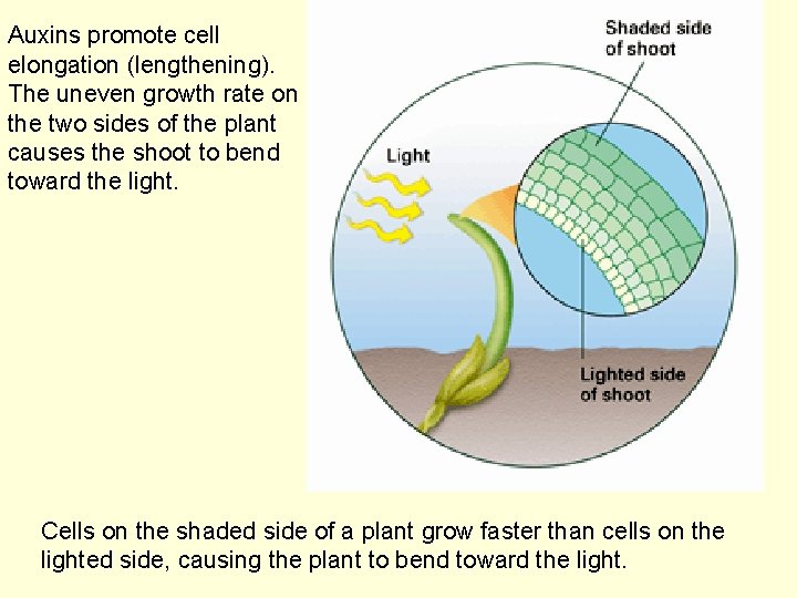 Auxins promote cell elongation (lengthening). The uneven growth rate on the two sides of