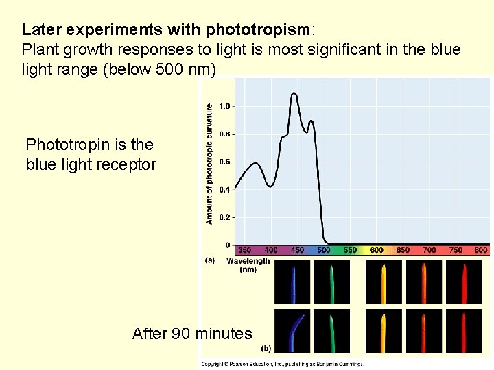 Later experiments with phototropism: Plant growth responses to light is most significant in the