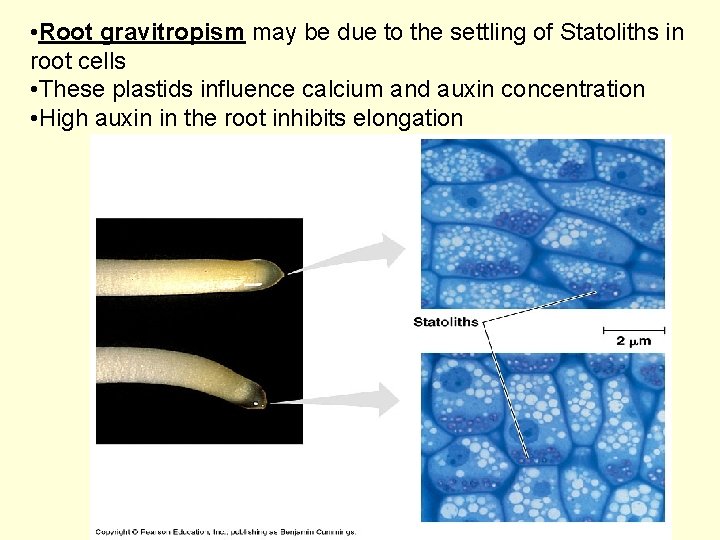  • Root gravitropism may be due to the settling of Statoliths in root