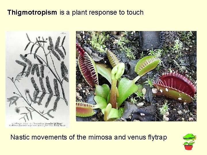 Thigmotropism is a plant response to touch Nastic movements of the mimosa and venus