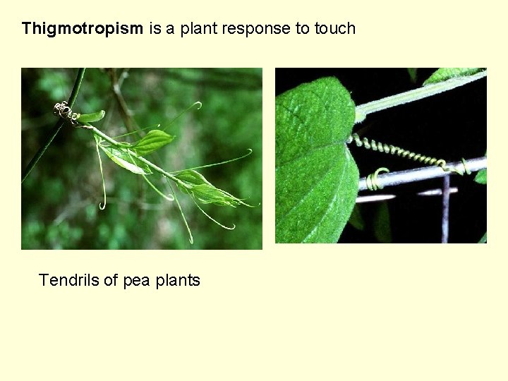 Thigmotropism is a plant response to touch Tendrils of pea plants 