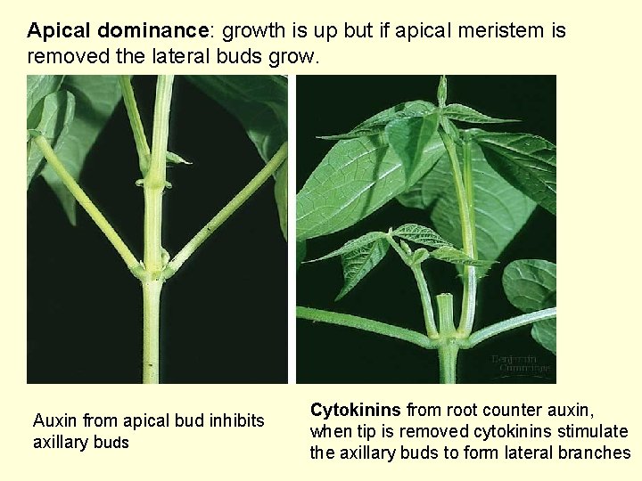 Apical dominance: growth is up but if apical meristem is removed the lateral buds