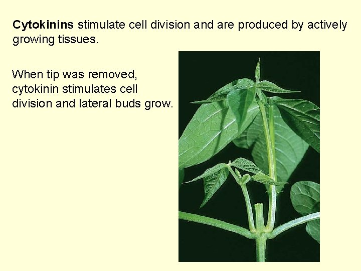 Cytokinins stimulate cell division and are produced by actively growing tissues. When tip was