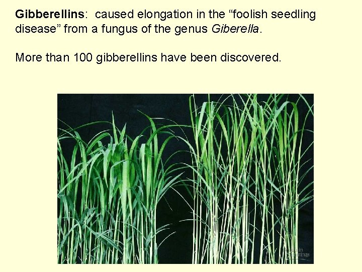 Gibberellins: caused elongation in the “foolish seedling disease” from a fungus of the genus