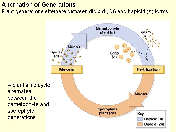 Alternation of Generations Plant generations alternate between diploid (2 n) and haploid (n) forms