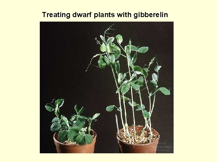 Treating dwarf plants with gibberelin 
