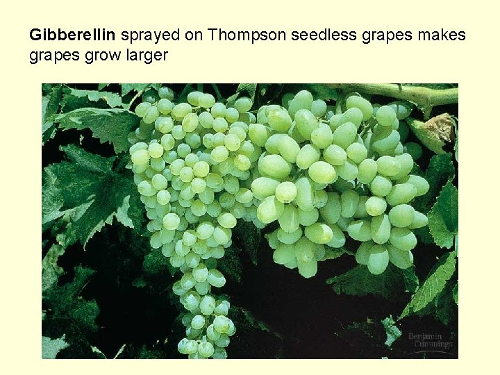 Gibberellin sprayed on Thompson seedless grapes makes grapes grow larger 