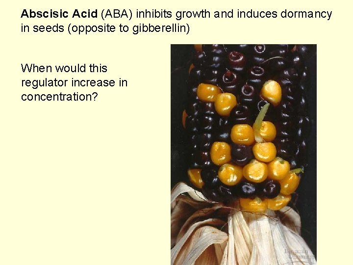 Abscisic Acid (ABA) inhibits growth and induces dormancy in seeds (opposite to gibberellin) When