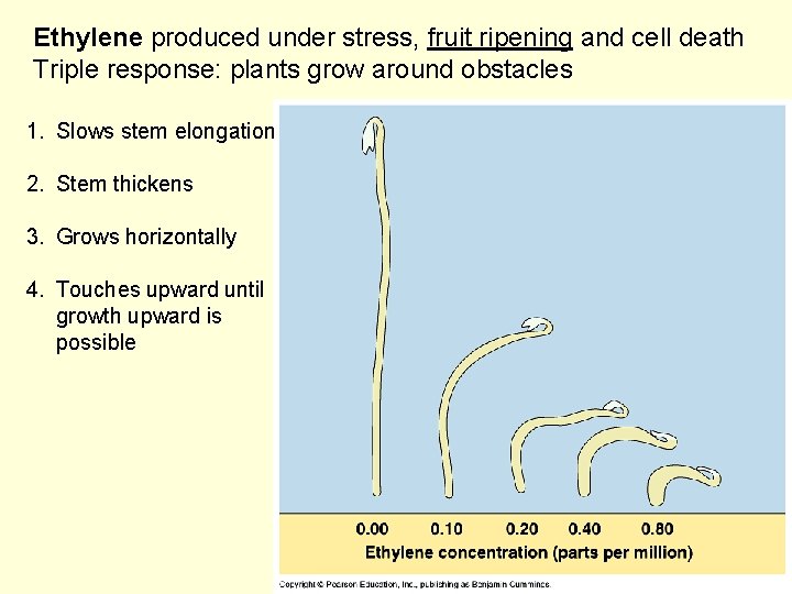 Ethylene produced under stress, fruit ripening and cell death Triple response: plants grow around