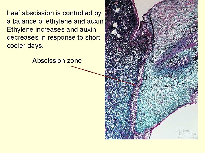 Leaf abscission is controlled by a balance of ethylene and auxin Ethylene increases and