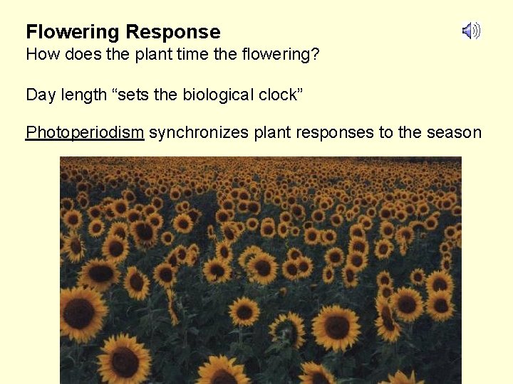 Flowering Response How does the plant time the flowering? Day length “sets the biological