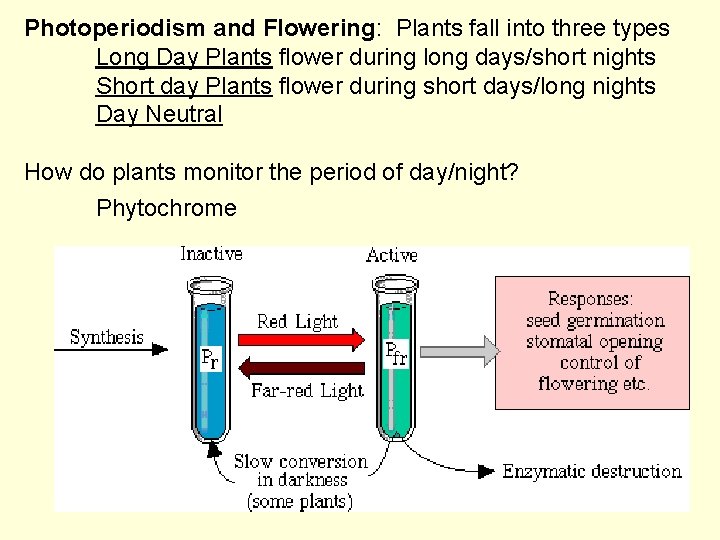 Photoperiodism and Flowering: Plants fall into three types Long Day Plants flower during long