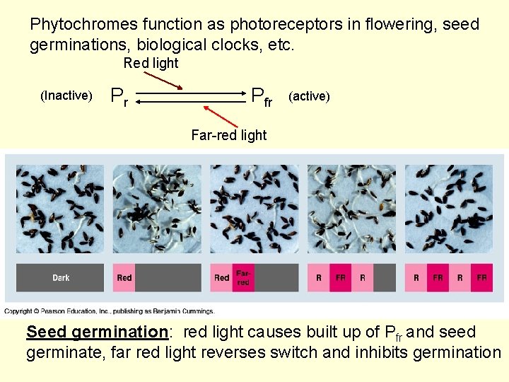 Phytochromes function as photoreceptors in flowering, seed germinations, biological clocks, etc. Red light (Inactive)