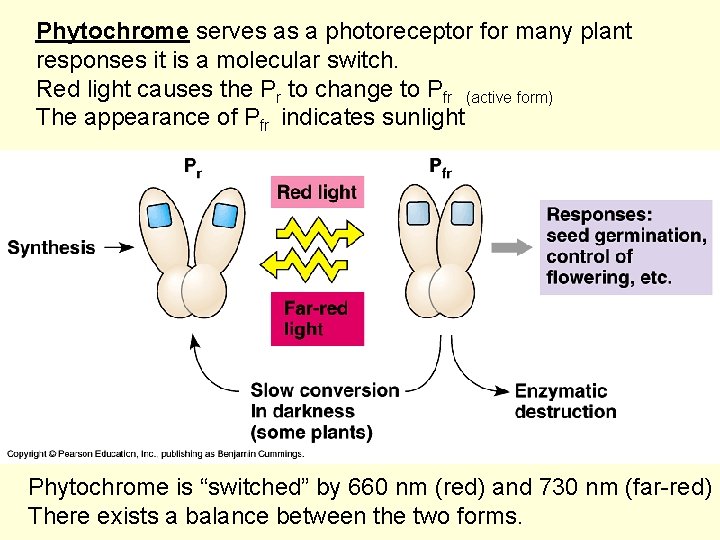 Phytochrome serves as a photoreceptor for many plant responses it is a molecular switch.