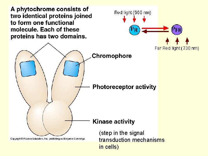 (step in the signal transduction mechanisms in cells) 