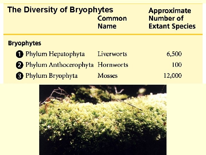 The Diversity of Bryophytes 