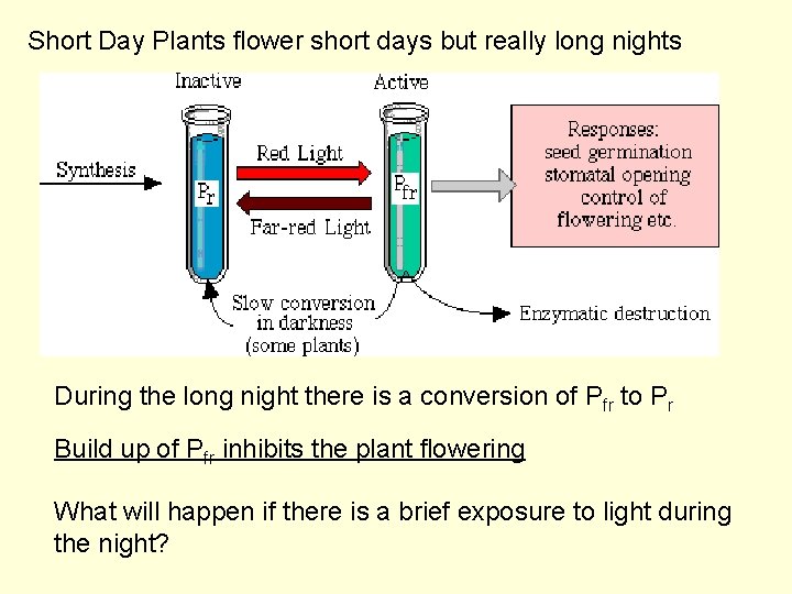 Short Day Plants flower short days but really long nights During the long night