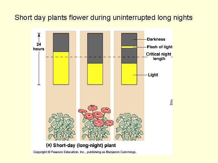Short day plants flower during uninterrupted long nights 