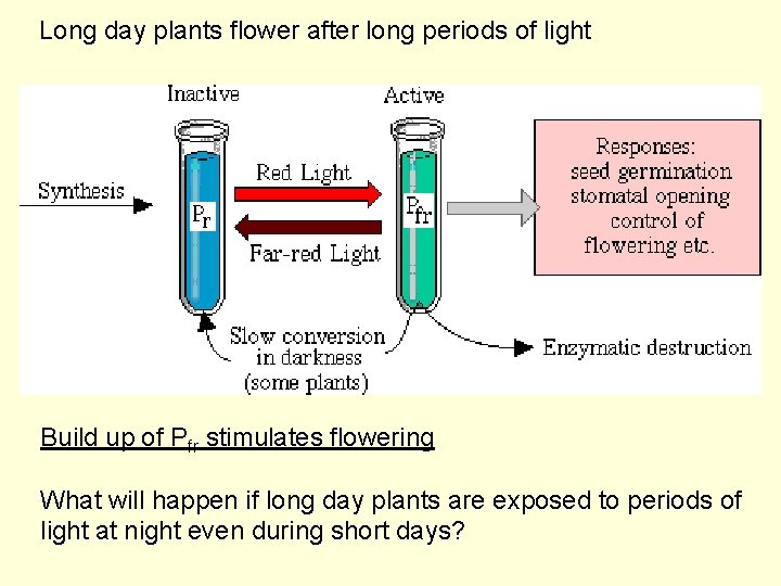 Long day plants flower after long periods of light Build up of Pfr stimulates
