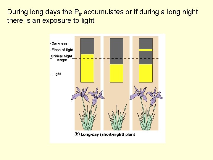 During long days the Pfr accumulates or if during a long night there is