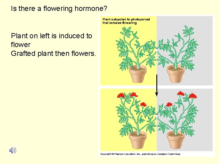 Is there a flowering hormone? Plant on left is induced to flower Grafted plant