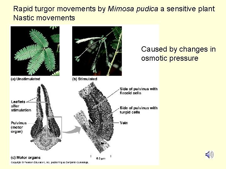 Rapid turgor movements by Mimosa pudica a sensitive plant Nastic movements Caused by changes