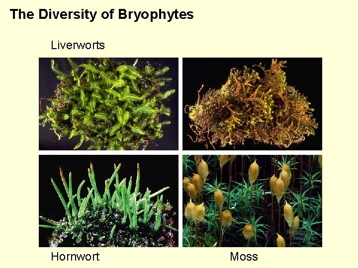 The Diversity of Bryophytes Liverworts Hornwort Moss 