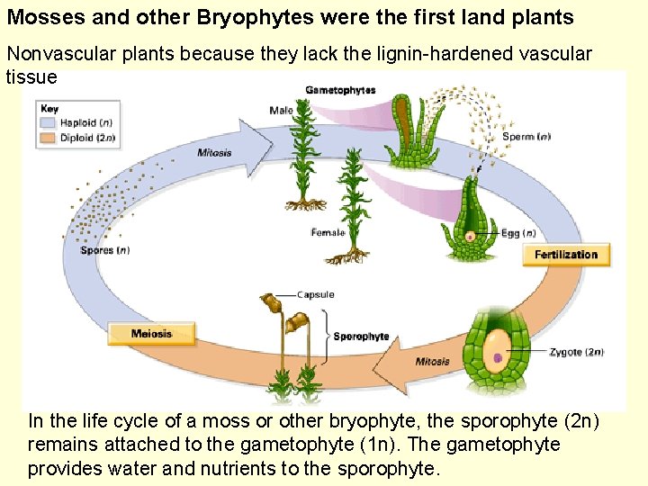 Mosses and other Bryophytes were the first land plants Nonvascular plants because they lack