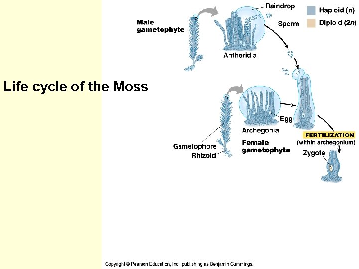 Life cycle of the Moss 