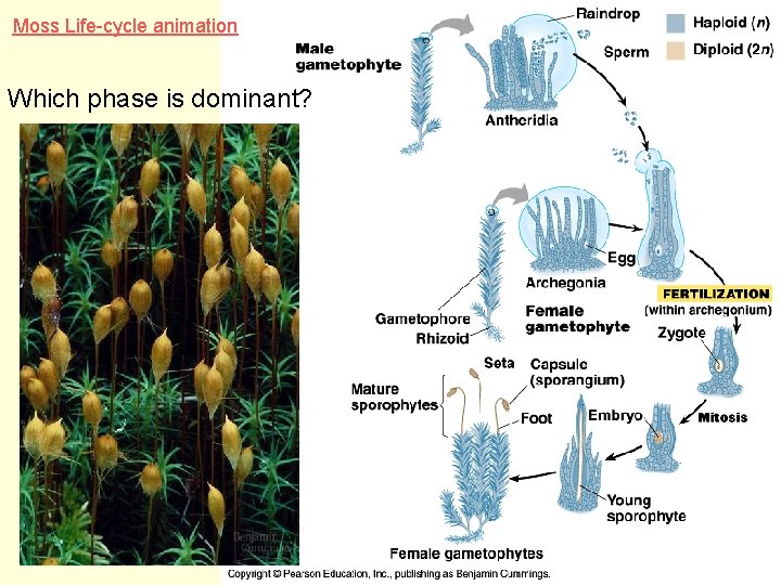 Moss Life-cycle animation Which phase is dominant? 