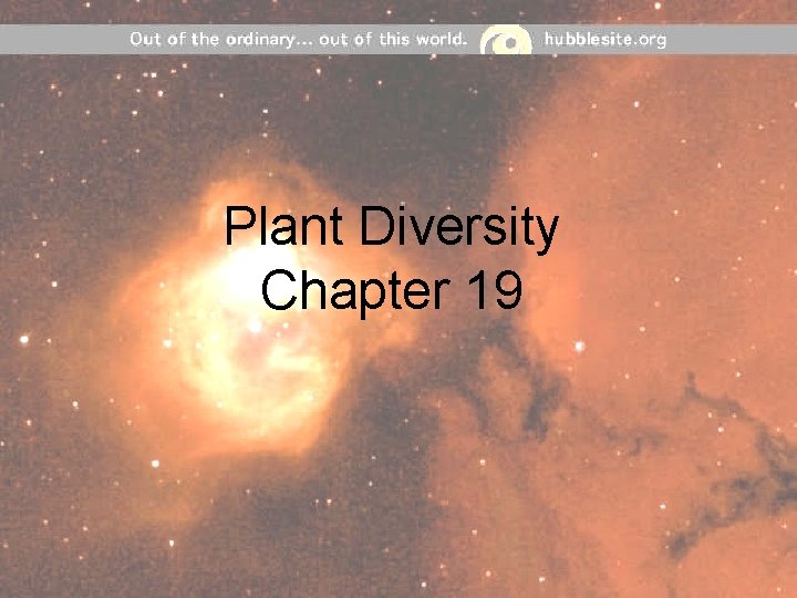 Plant Diversity Chapter 19 