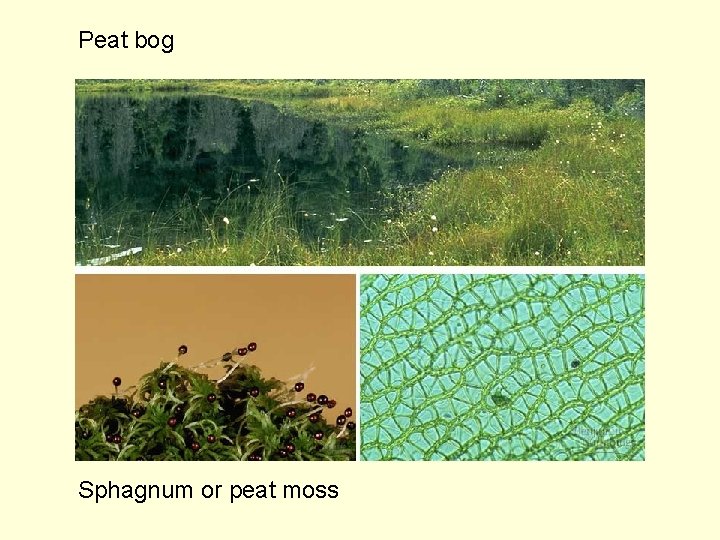 Peat bog Sphagnum or peat moss 