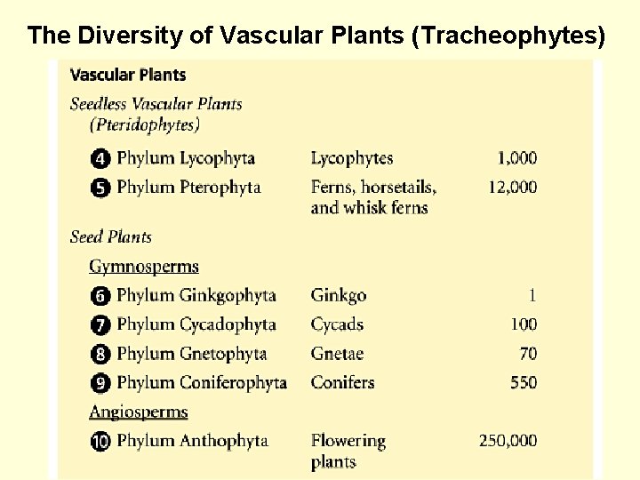 The Diversity of Vascular Plants (Tracheophytes) 